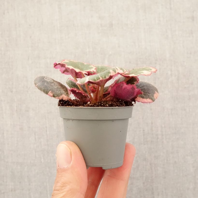 Example of Saxifraga stolonifera Variegata - Moederplantje Mini-plante as you get in printemps