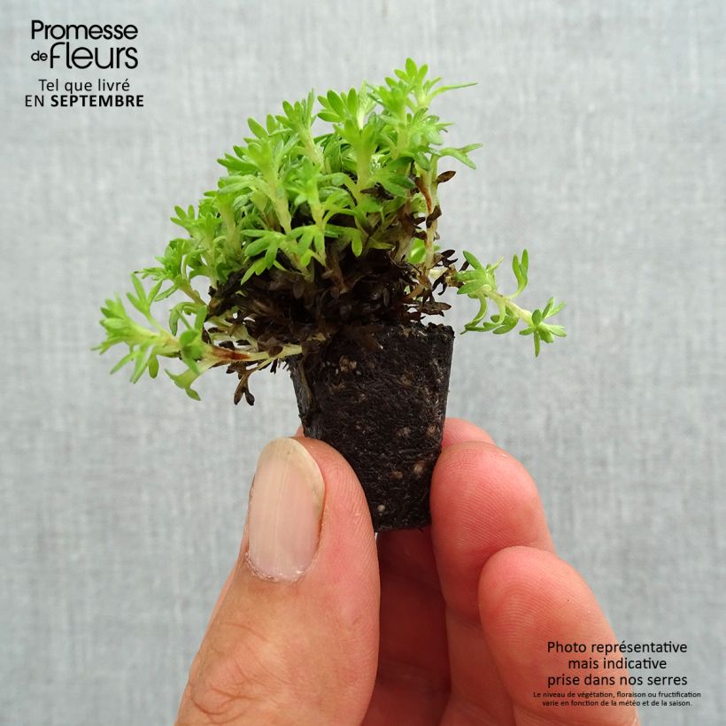 Example of Saxifraga x arendsii Pixie - Saxifrage mousse Mini-mot Ø 3/4 cm as you get in automne