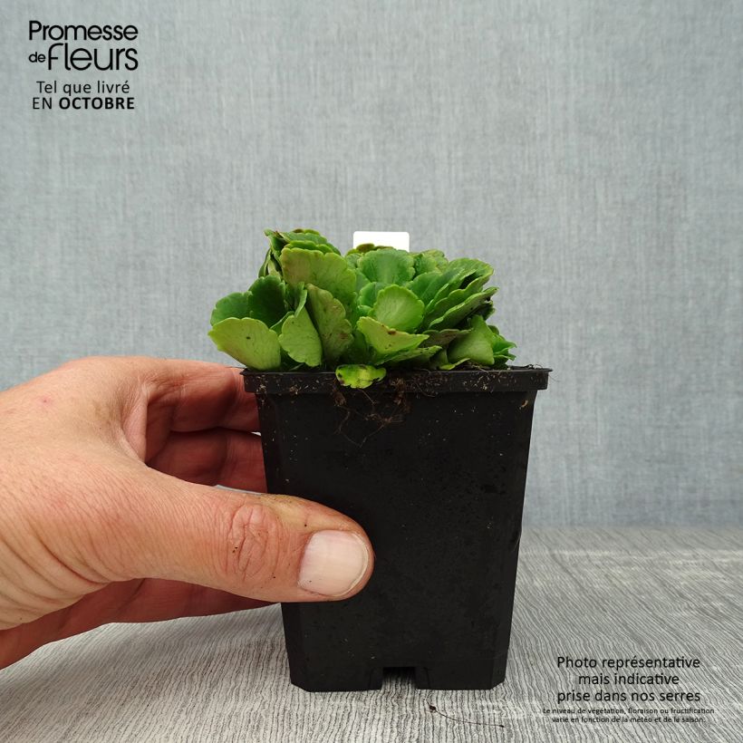 Exemplaar van Saxifraga urbium - Schildersverdriet Kweekpotje van 8/9 cm zoals geleverd in de herfst