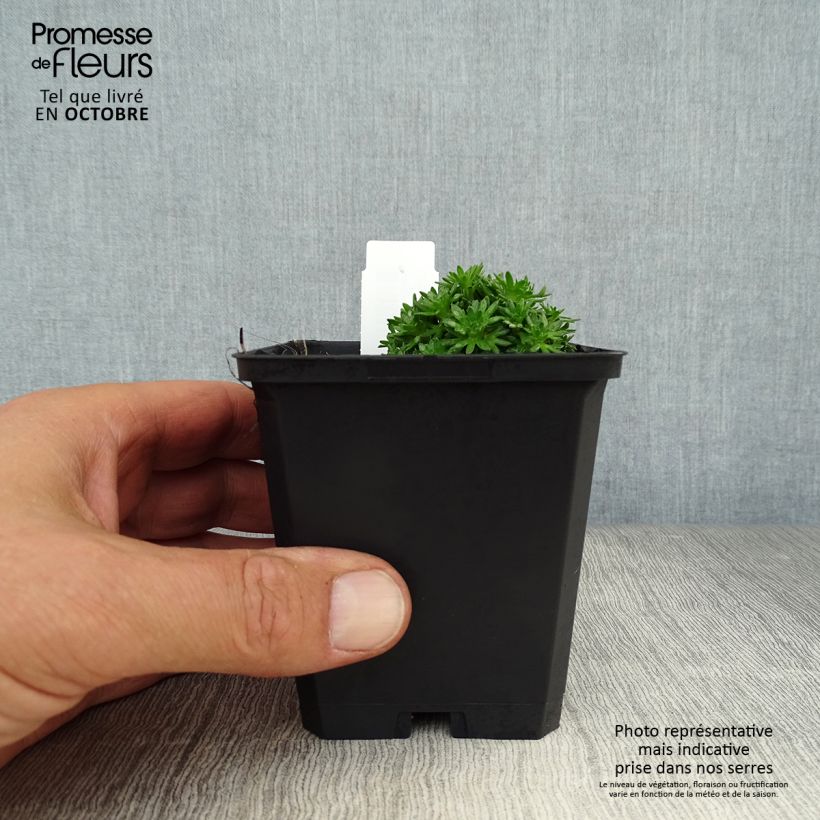 Exemplaar van Saxifraga arendsii Pixie White - Steenbreek Kweekpotje van 8/9 cm zoals geleverd in de herfst