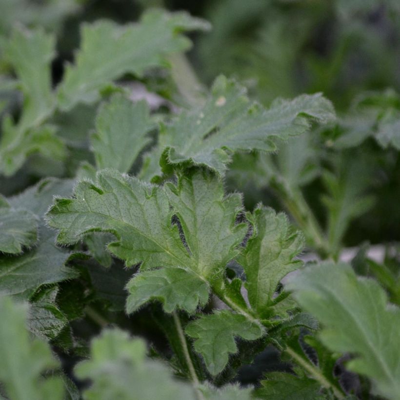 Scabiosa columbaria Pink Mist - Duifkruid (Foliage)
