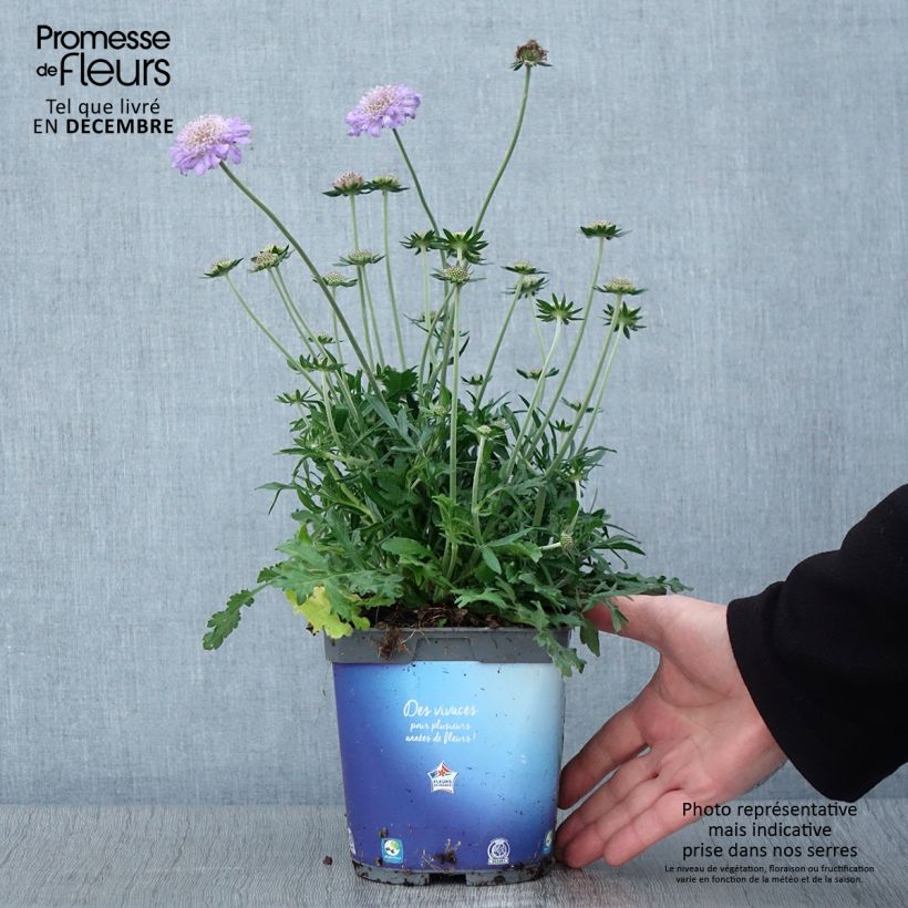 Exemplaar van Scabiosa columbaria Butterfly Blue - Duifkruid Pot van 2 l/3 l zoals geleverd in de herfst