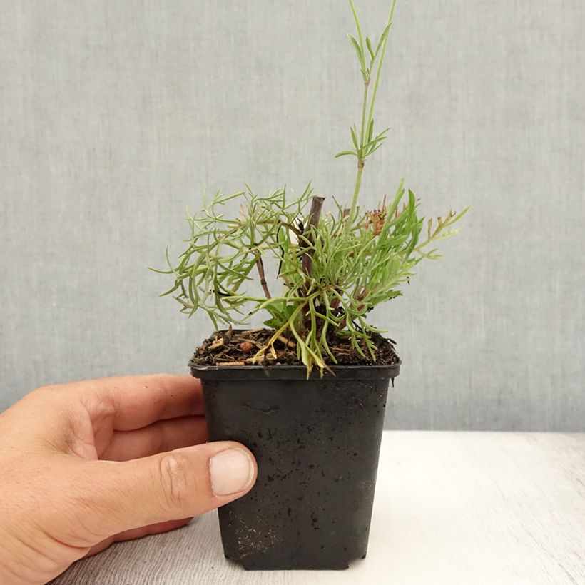 Exemplaar van Scabiosa ochroleuca - Duifkruid Kweekpotje van 8/9 cm zoals geleverd in de zomer