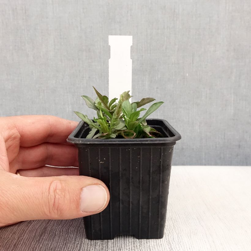 Exemplaar van Scabiosa canescens - Duifkruid Kweekpotje van 8/9 cm zoals geleverd in de lente