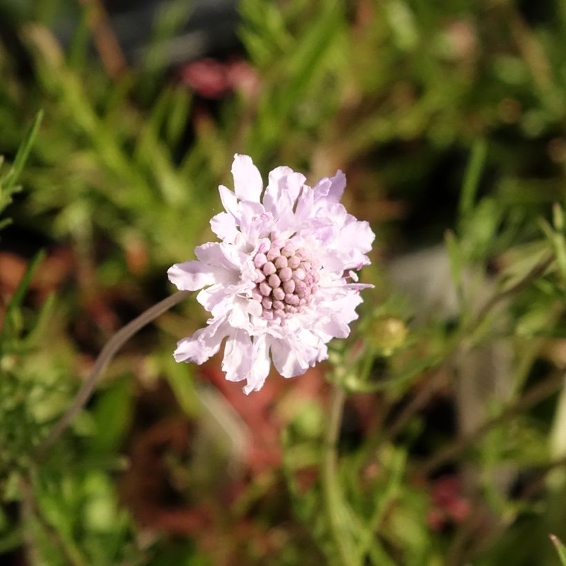 Scabiosa canescens - Duifkruid (Bloei)