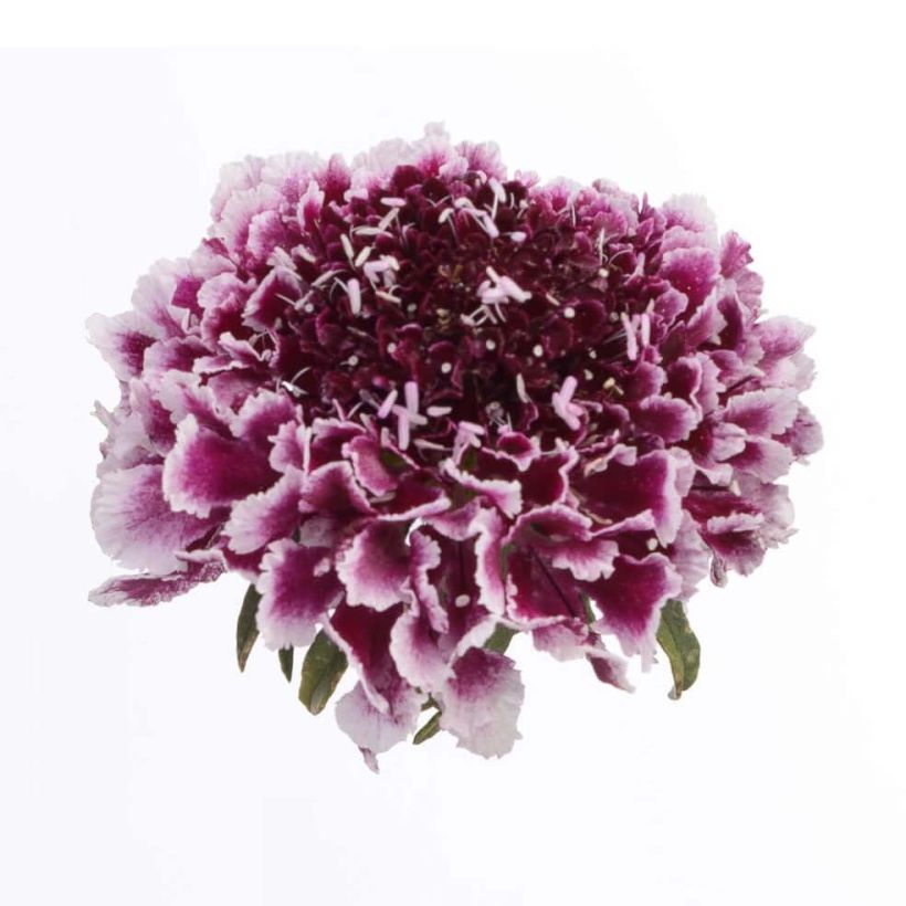 Scabiosa Cherry Vanilla Scoop - Duifkruid (Bloei)