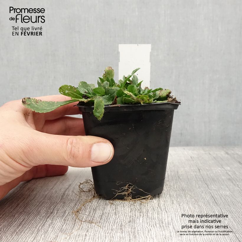 Example of Scabiosa columbaria Pincushion Pink - Scabieuse colombaire  Kweekpotje van 8/9 cm as you get in hiver