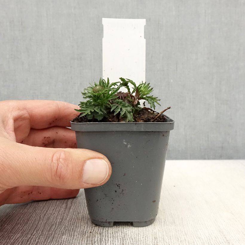 Exemplaar van Scabiosa columbaria Pincushion Pink - Duifkruid Kweekpotje van 8/9 cm zoals geleverd in de lente