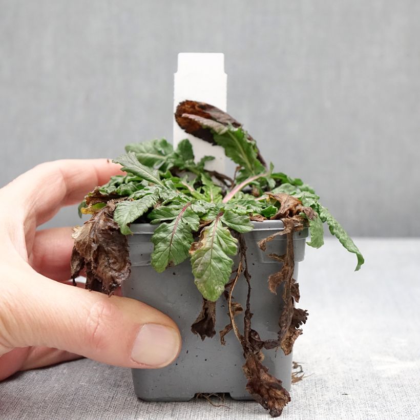 Example of Scabiosa Nova Dew Drops - Scabieuse Kweekpotje van 8/9 cm as you get in hiver