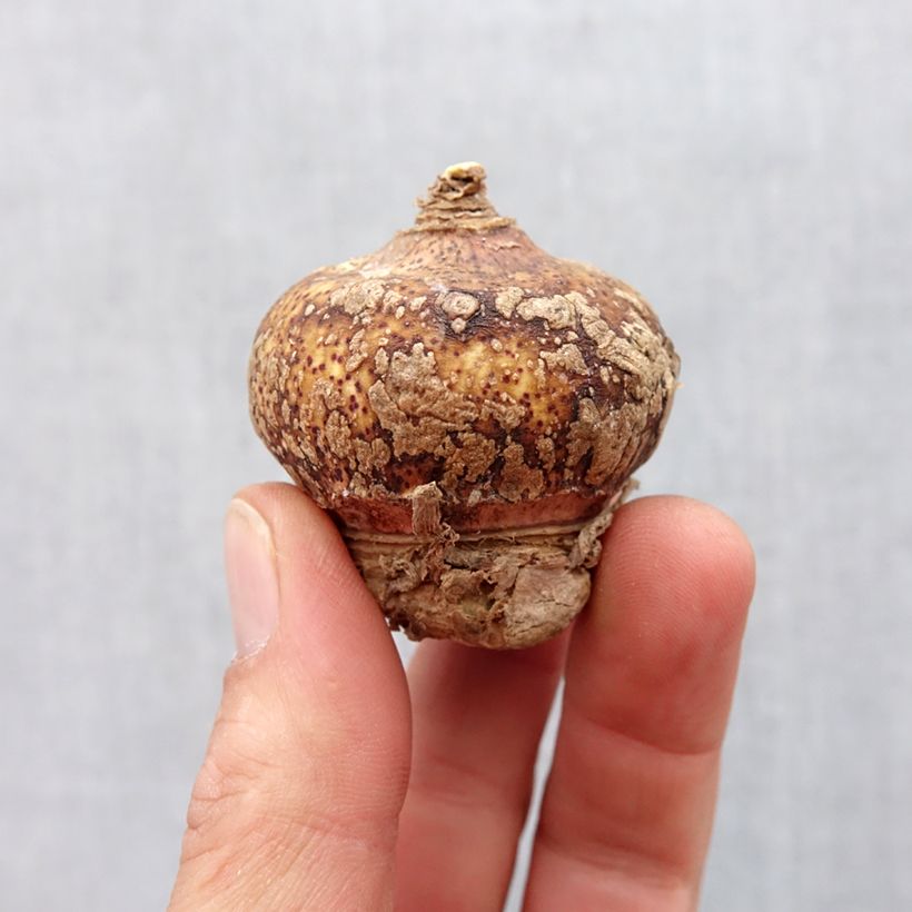 Example of Scadoxus multiflorus subsp multiflorus Bol size 16+ as you get in printemps