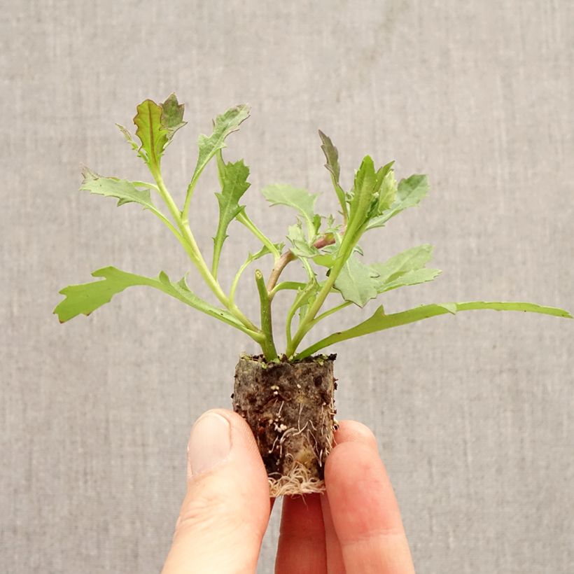 Exemplaar van Scaevola aemula Baby Pink Touch - Waaierbloem Mini-mot Ø 3/4 cm zoals geleverd in de lente
