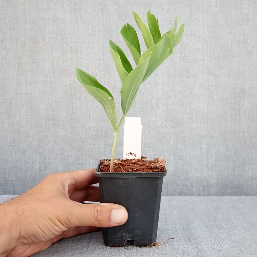 Exemplaar van Polygonatum multiflorum - Gewone salomonszegel Kweekpotje van 8/9 cm zoals geleverd in de zomer