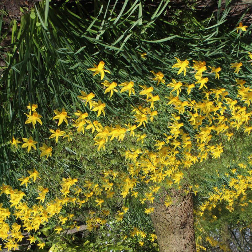 Narcissus cyclamineus Rapture - Cyclamen-narcis (Groeiplaats)