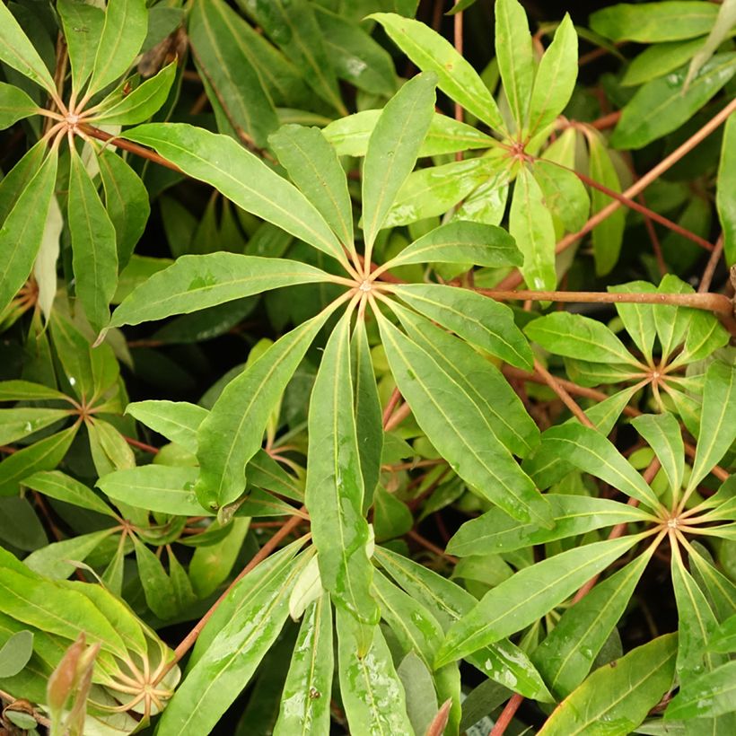 Schefflera taiwaniana - Vingersboom (Blad)