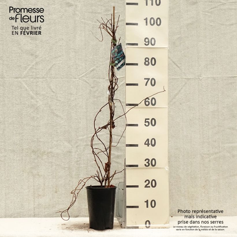 Exemplaar van Vijfsmakenbes - Schisandra chinensis Pot van 2 l/3 l zoals geleverd in de winter