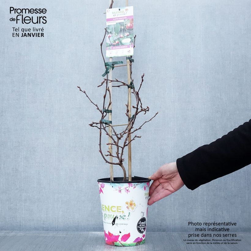 Exemplaar van Schisandra rubriflora - Chinese magnolia-wijnstok Pot van 4 l/5 l zoals geleverd in de winter