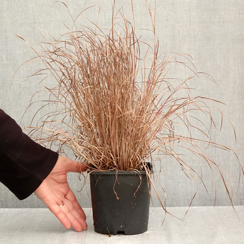 Exemplaar van Schizachyrium scoparium Colorado - Prairiegras Pot van 2 l/3 l zoals geleverd in de herfst