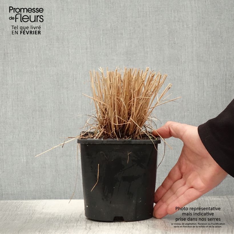 Example of Schizachyrium Colorado - Herbe à balais Pot van 2 l/3 l as you get in hiver