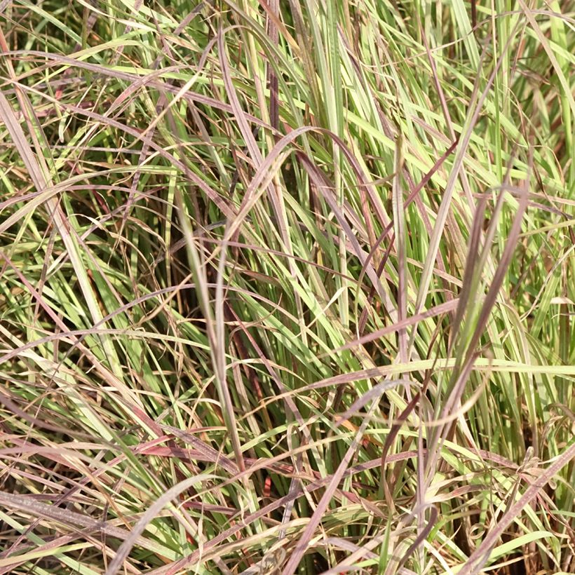 Schizachyrium scoparium Colorado - Prairiegras (Blad)