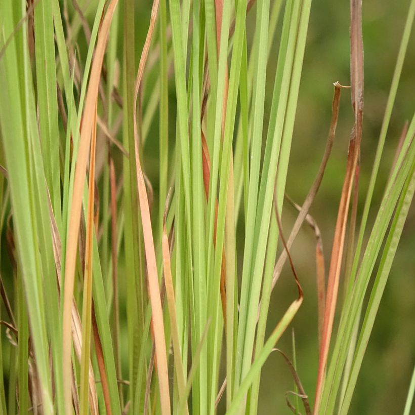 Schizachyrium scoparium Blaze - Prairiegras (Blad)