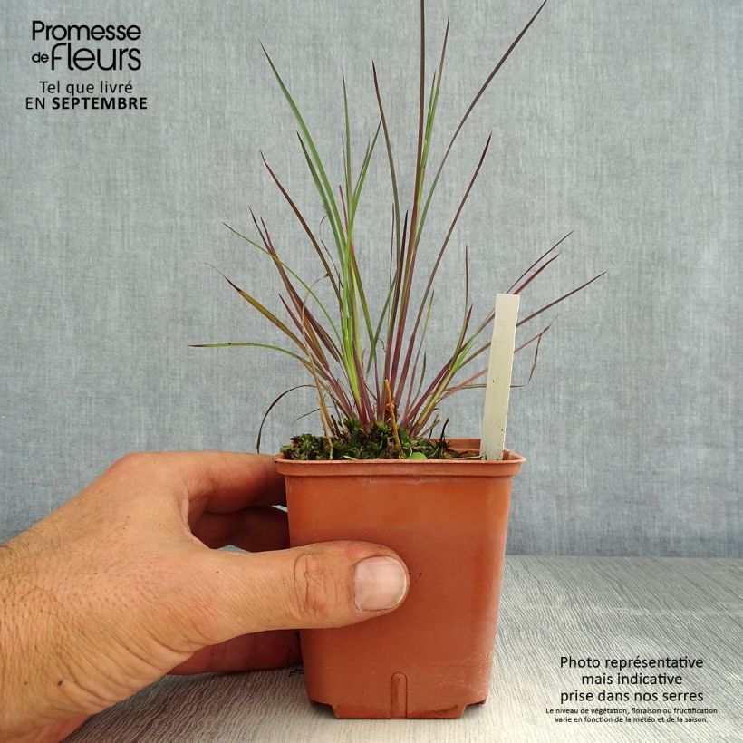 Exemplaar van Schizachyrium scoparium Blue Heaven - Prairiegras Kweekpotje van 8/9 cm zoals geleverd in de zomer