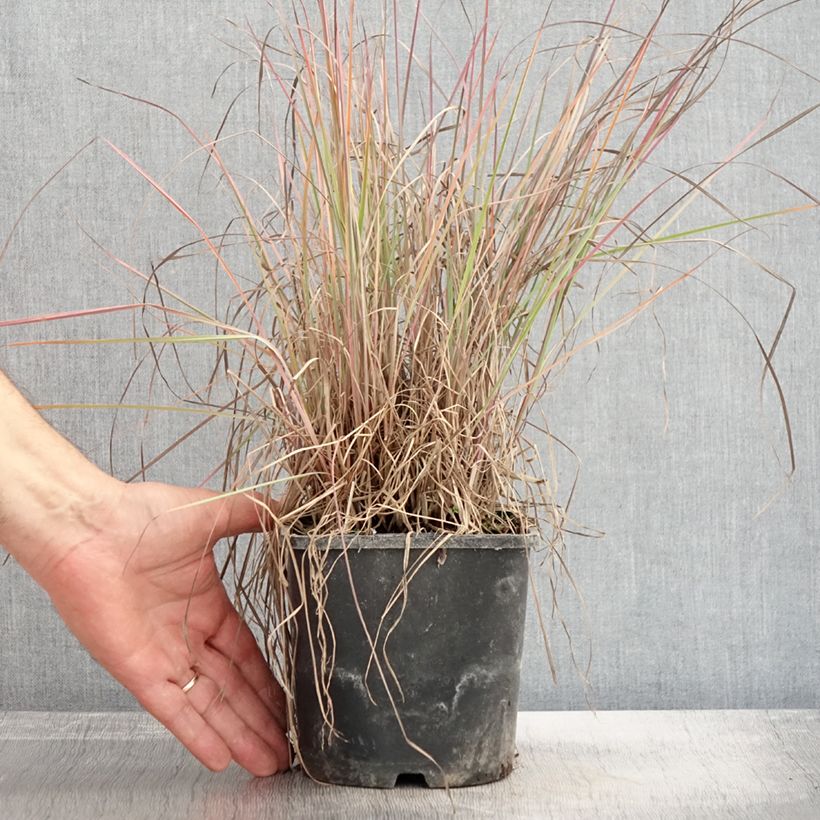 Exemplaar van Schizachyrium scoparium Blue Heaven - Prairiegras Pot van 2 l/3 l zoals geleverd in de herfst
