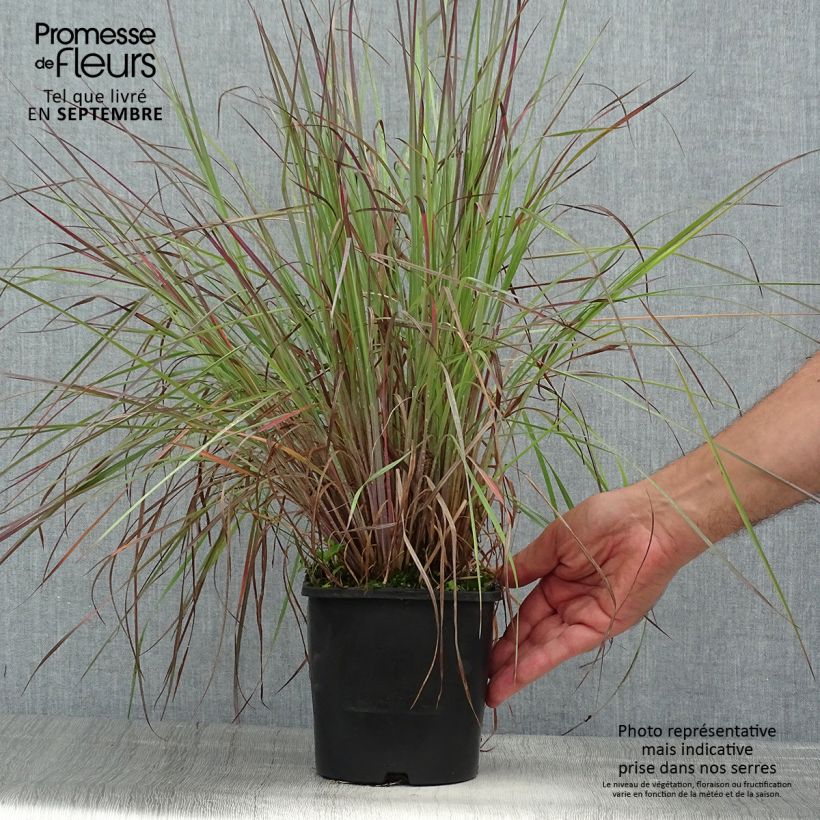 Exemplaar van Schizachyrium scoparium Blue Heaven - Prairiegras Pot van 2 l/3 l zoals geleverd in de zomer