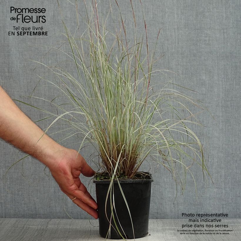 Exemplaar van Schizachyrium scoparium Chameleon - Prairiegras Pot van 2 l/3 l zoals geleverd in de zomer