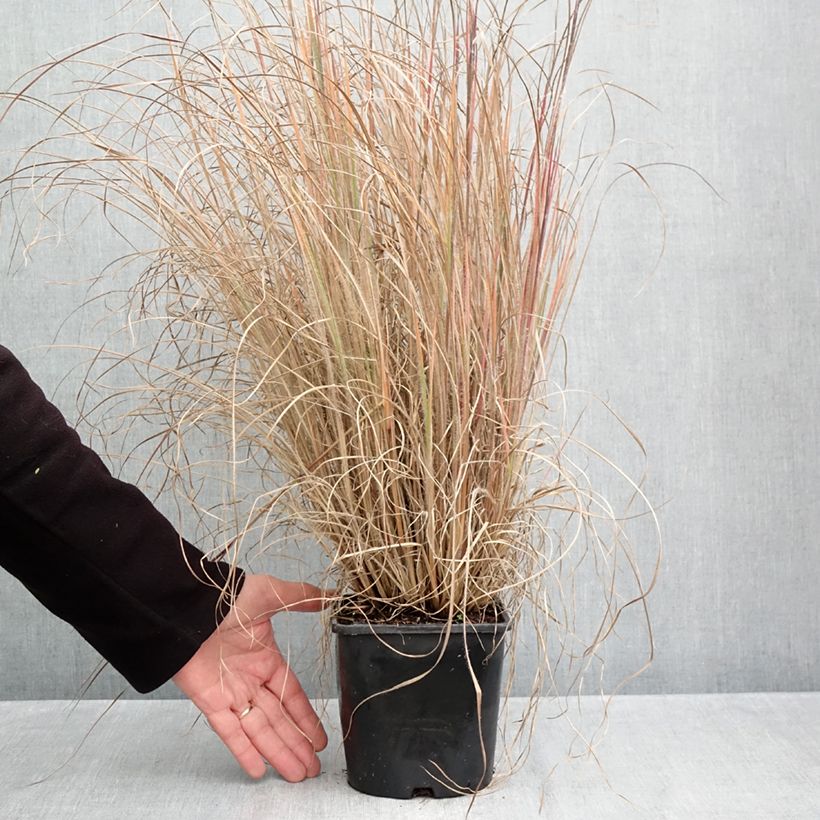 Exemplaar van Schizachyrium scoparium Ha Ha Tonka - Prairiegras Pot van 2 l/3 l zoals geleverd in de herfst