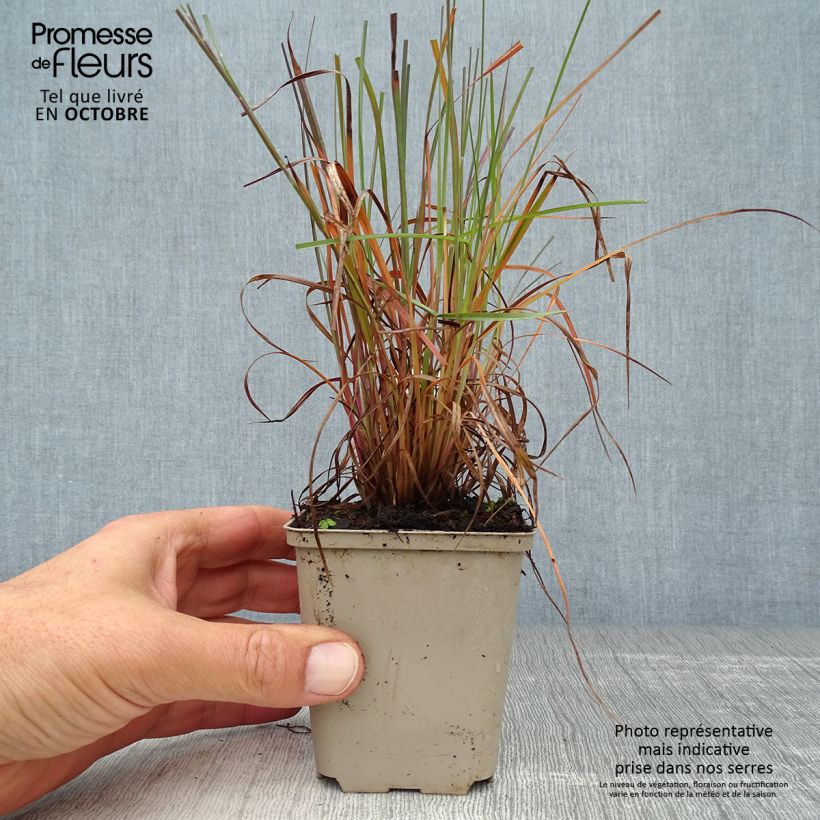 Exemplaar van Schizachyrium scoparium Prairie Blues - Prairiegras Kweekpotje van 8/9 cm zoals geleverd in de herfst