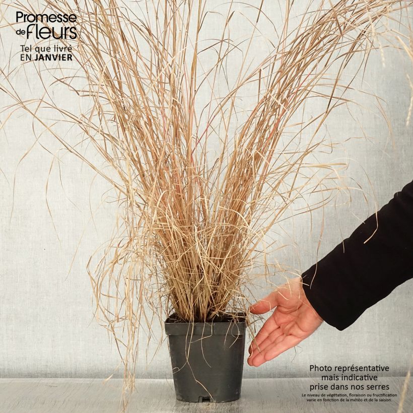 Example of Schizachyrium scoparium Prairie Blues - Prairiegras Pot van 2 l/3 l as you get in hiver