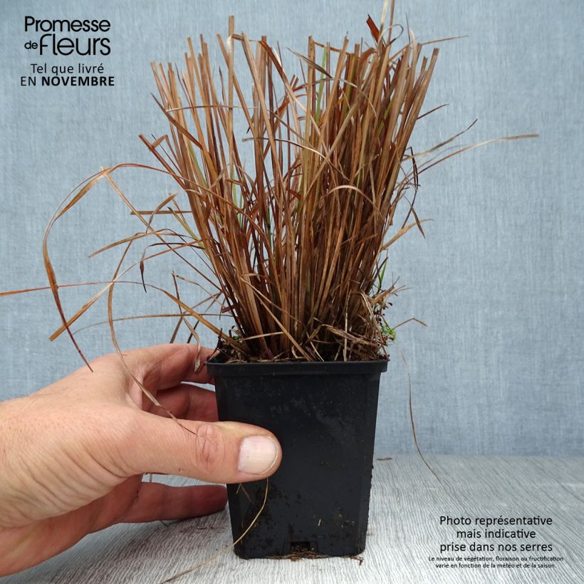 Exemplaar van Schizachyrium scoparium Standing Ovation - Prairiegras Kweekpotje van 8/9 cm zoals geleverd in de herfst