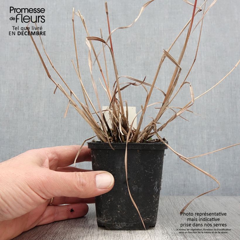 Exemplaar van Schizachyrium scoparium Wild West - Prairiegras Kweekpotje van 8/9 cm zoals geleverd in de herfst