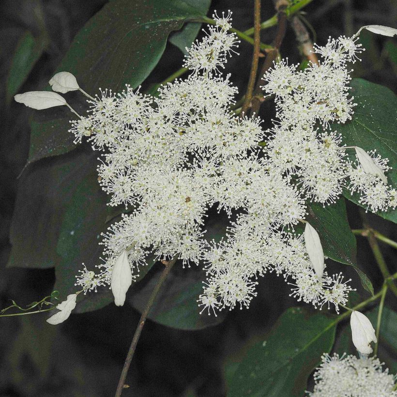 Schizophragma fauriei Angel Wings - Valse klimhortensia (Flowering)