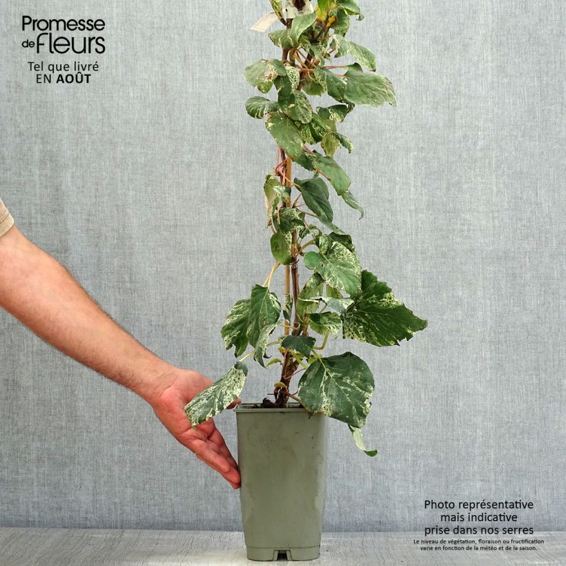 Exemplaar van Schizophragma hydrangeoides Burst of Light - Valse klimhortensia Pot van 2 l/3 l zoals geleverd in de zomer