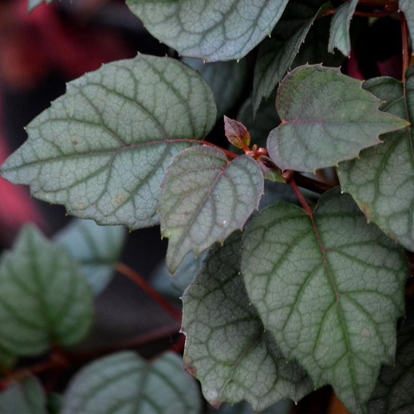 Schizophragma hydrangeoides Moonlight - Schijnhortensia (Foliage)