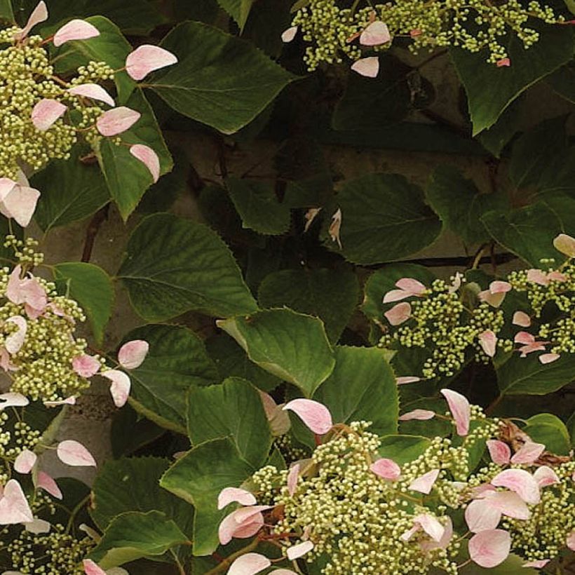 Schizophragma hydrangeoides Rose Sensation - Valse klimhortensia (Blad)