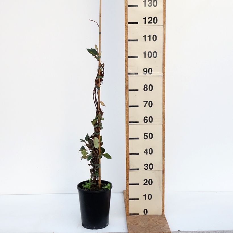 Example of Schizophragma hydrangeoides Rose Sensation (Roseum) Pot van 6 l/7 l as you get in automne