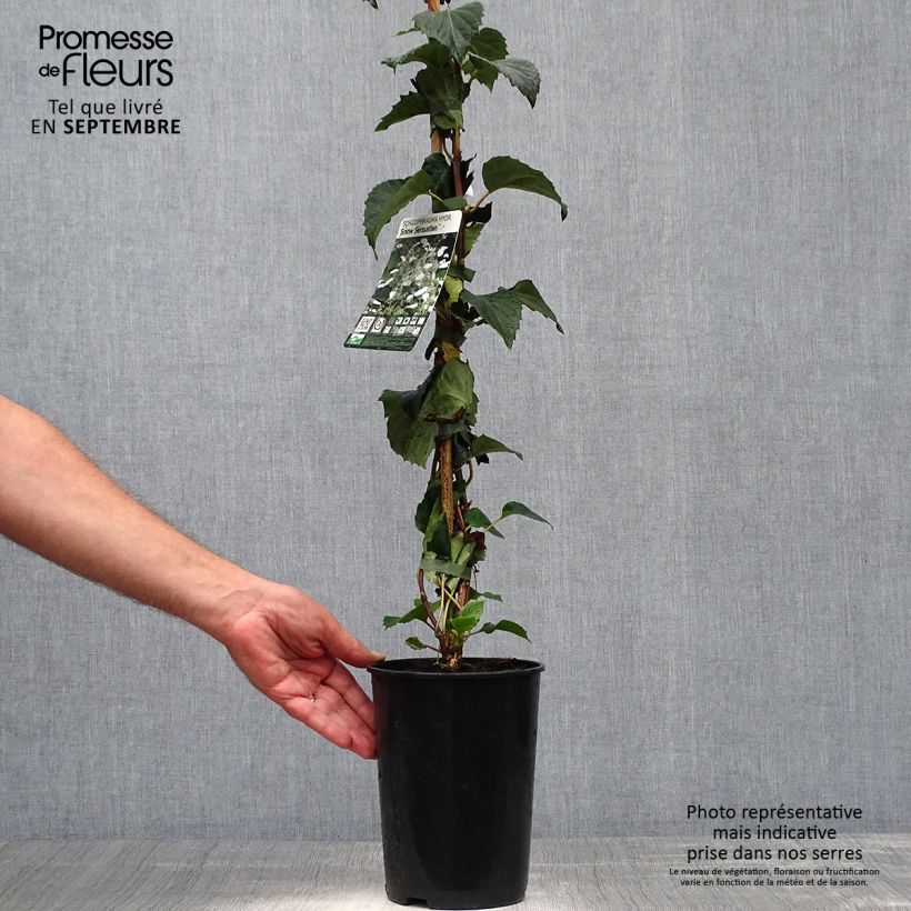 Exemplaar van Schizophragma hydrangeoides Snow Sensation - Faux hortensia grimpant Pot de 3L/4L zoals geleverd in de herfst