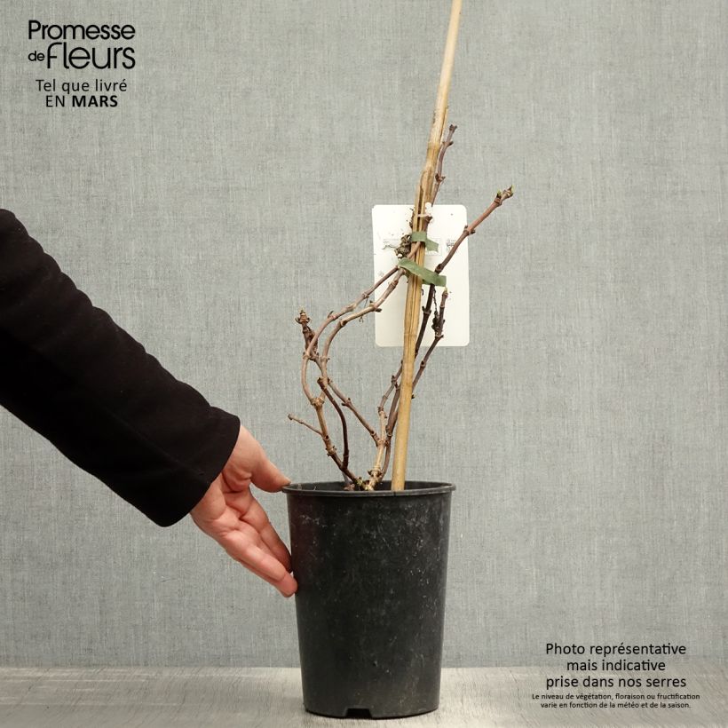 Exemplaar van Schizophragma hydrangeoides Snow Sensation - Valse klimhortensia Pot van 3 l/4 l zoals geleverd in de lente