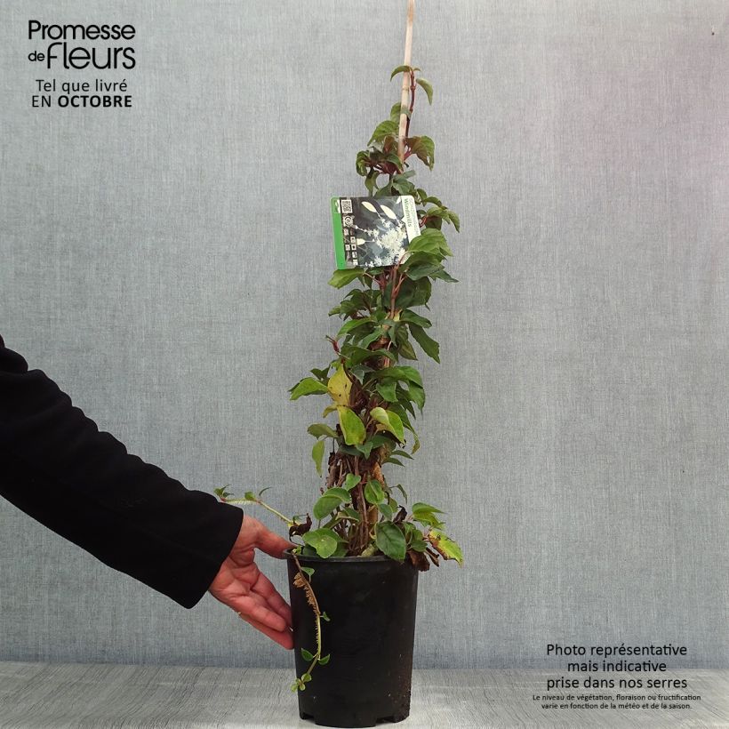 Exemplaar van Schizophragma hydrangeoides Windmills - Valse klimhortensia Pot van 2 l/3 l zoals geleverd in de herfst