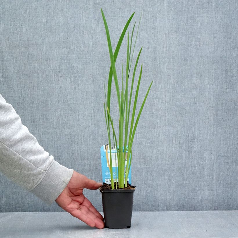 Exemplaar van Schizostylis coccinea - Moerasgladiool Kweekpotje van 8/9 cm zoals geleverd in de zomer