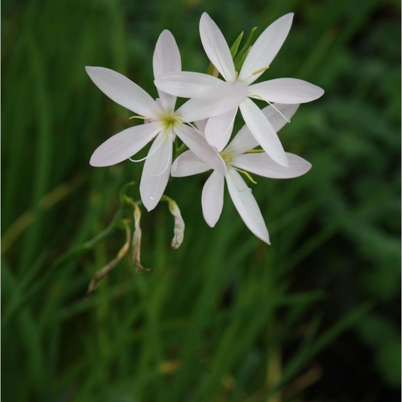Schizostylis coccinea Alba - Moerasgladiool (Plant habit)