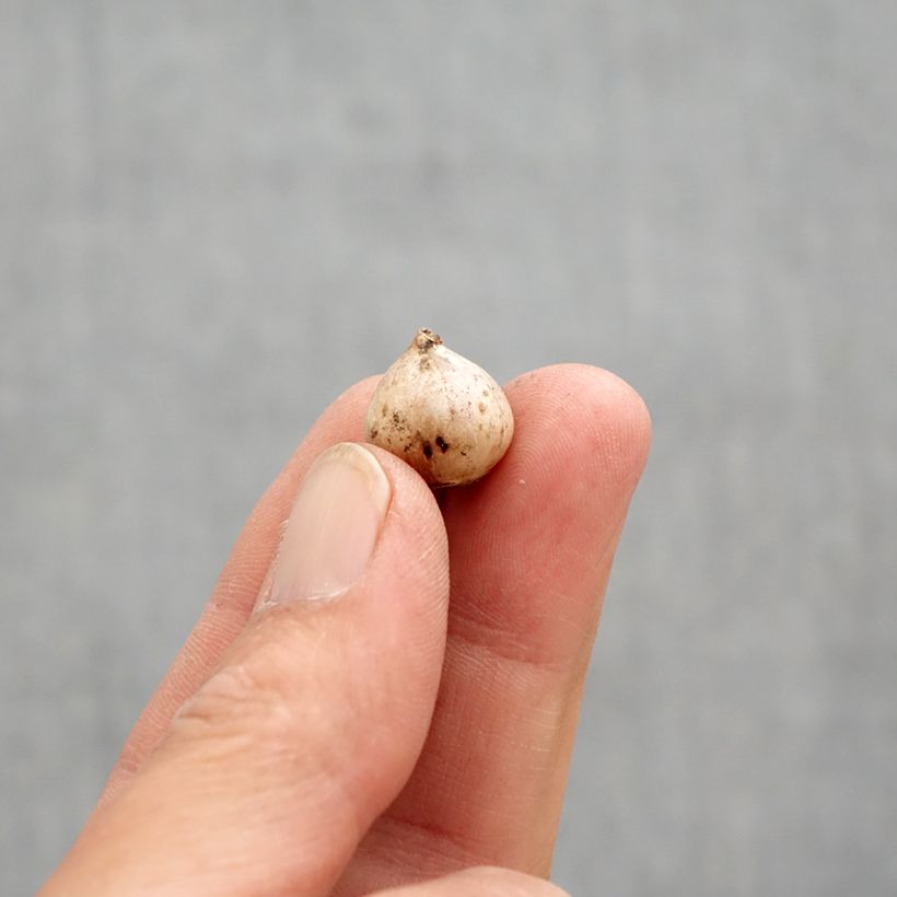 Exemplaar van Scilla bifolia Rosea - Vroege sterhyacint Bol kaliber 4+ zoals geleverd in de lente