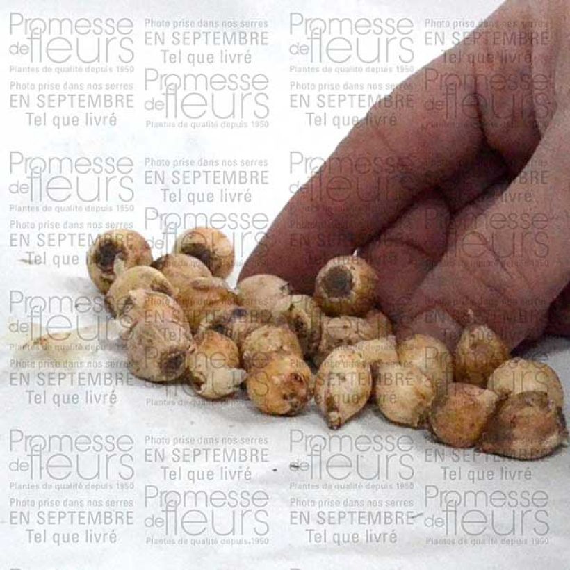 Voorbeeld van een exemplaar van Scille bifolia Bulbe calibre 4+ zoals geleverd