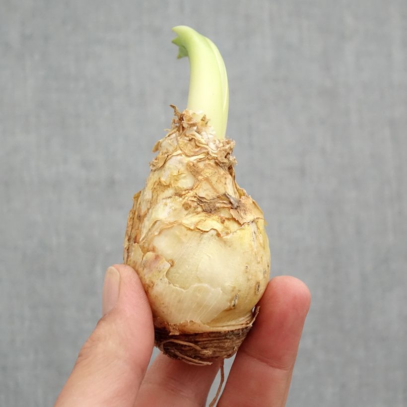 Example of Scilla peruviana Bol size 16/18 as you get in printemps