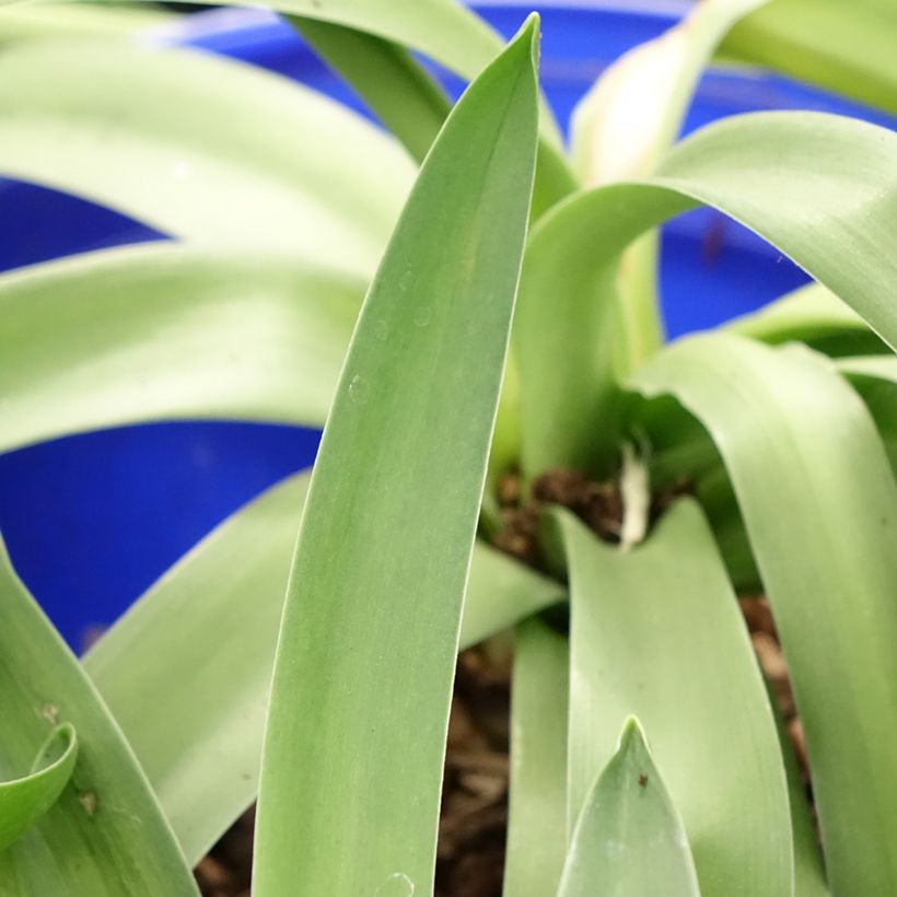 Scilla peruviana (Blad)