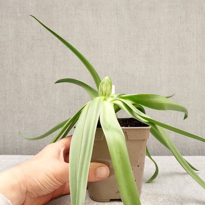 Exemplaar van Scilla peruviana Pot van 12 cm / 13 cm kaliber 16/18 zoals geleverd in de lente