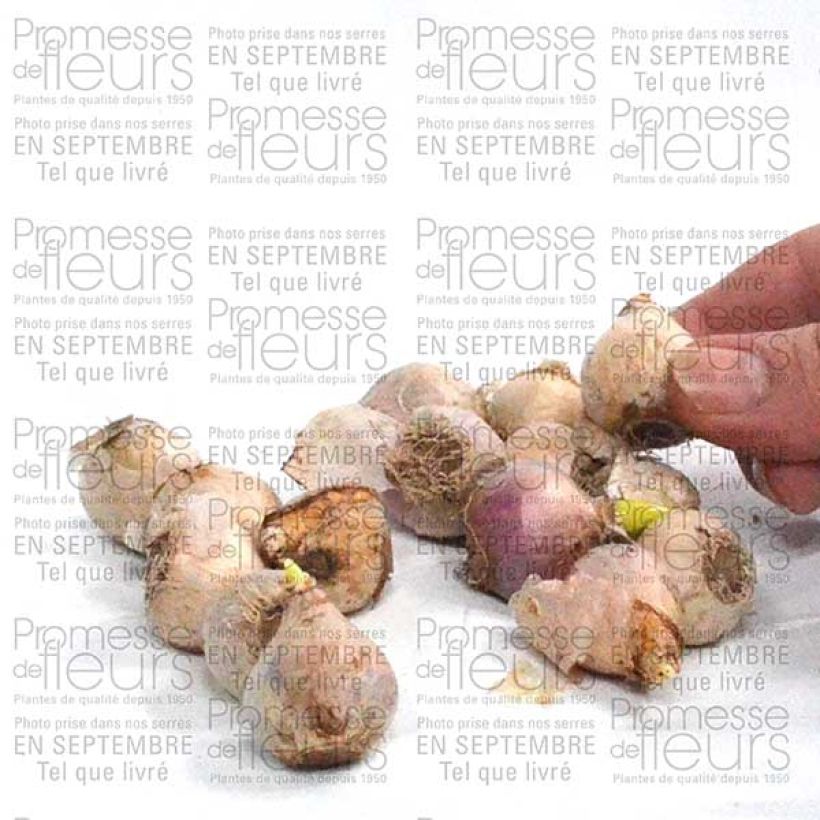 Voorbeeld van een exemplaar van Scille de Sibérie - Scilla siberica Alba Bulbe calibre 8+ zoals geleverd