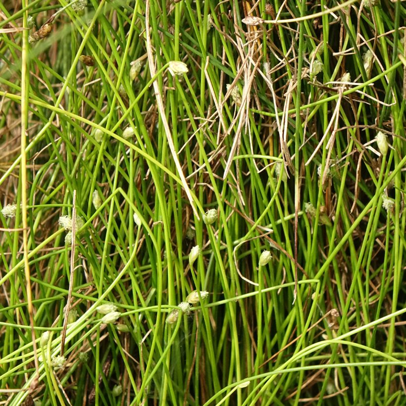 Scirpus cernuus - Naaldgras (Blad)